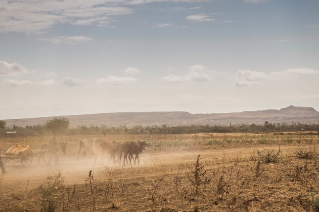 A person walks beside an ox-drawn cart in a dusty, barren field with dry vegetation under a clear sky, with distant hills in the background..