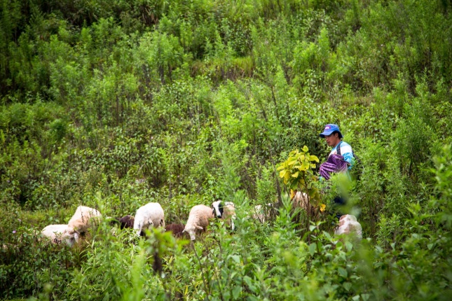 Shepherd tending to his flock of sheep in a lush, green field.