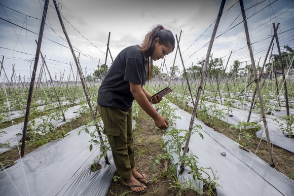 A woman inspects growing plants in an agricultural field. She is pointing a smartphone towards the plants.