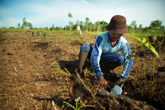 Man wearing a hat plants plants on a field.