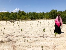 Mangrove forest in Tanzania. 