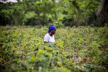 A woman in a blue headscarf and white shirt walking through a lush, green field with verdant plant growth all around (Ollivier Girard/CIFOR, via Flickr, CC BY-NC-ND 2.0)