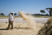 Farmer winnowing tef