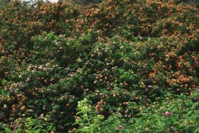 Bush with flowers.