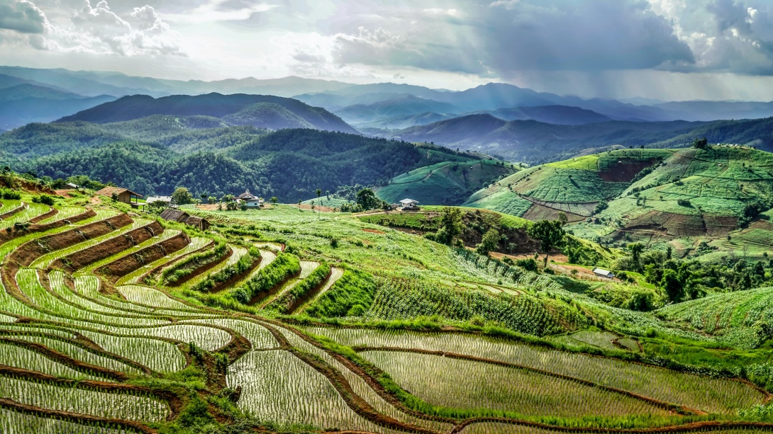 Rice terraces