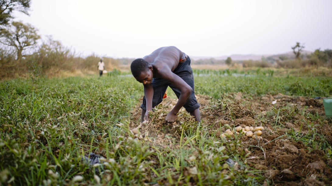 Farmer digging up potatoes