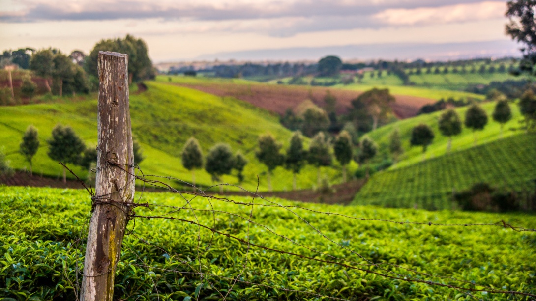 Tea field in Kenya