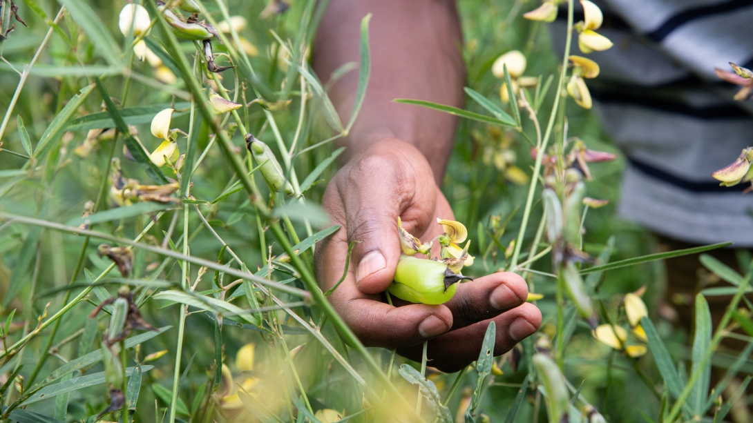 Farmer inspects plants in a field