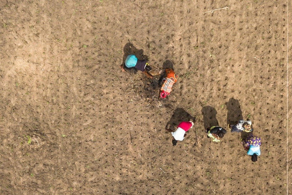 Aerial view of people working the field.