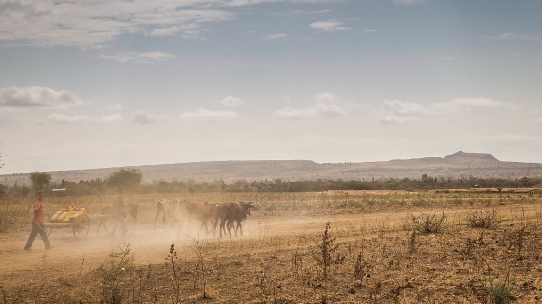 A person walks beside an ox-drawn cart in a dusty, barren field with dry vegetation under a clear sky, with distant hills in the background..