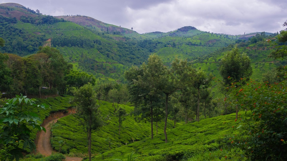 Landscape with lush, green vegetation.