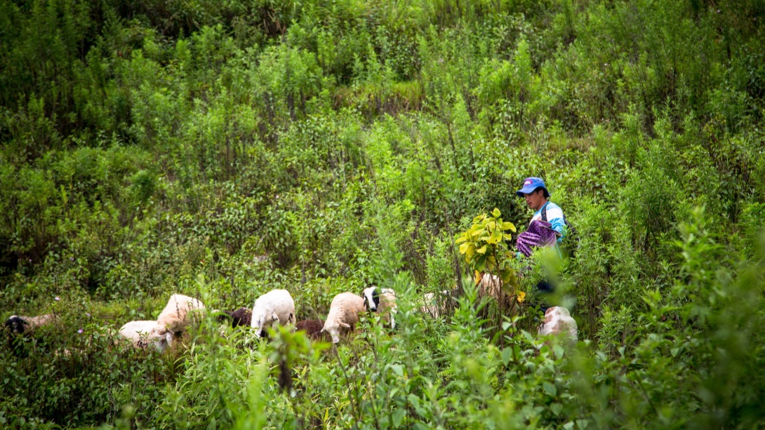 Shepherd tending to his flock of sheep in a lush, green field.